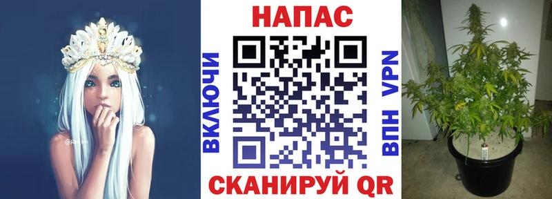 МЕФ Сурск